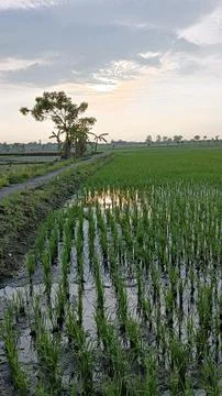 Dusk in the Rice Fields Stock Photos