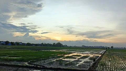 Dusk in the Rice Fields Stock Photos