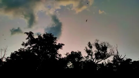 Dusk sky view with birds flying above the silhouette of trees. 4K Stock Footage 287687884