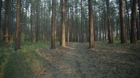 Dusk summer forest Stock Footage 144420544