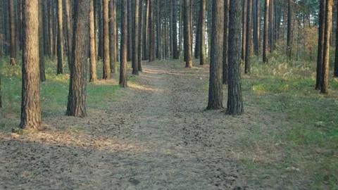 Dusk summer forest Stock Footage 144420597