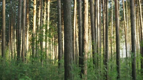 Dusk summer forest. Stock Footage 147717628