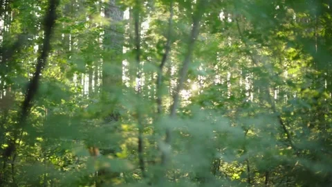 Dusk summer forest. Stock Footage 148130065
