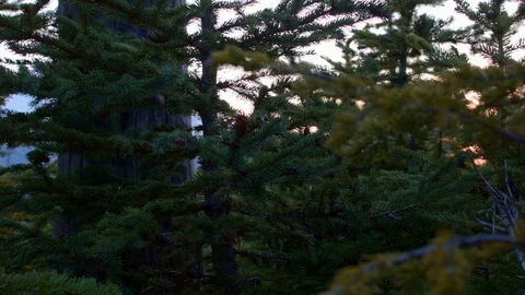 Dusk sunset macro tree needles Mt. Hood Oregon Cascades 26 Stock Footage 82004413
