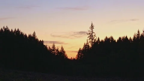 Dusk sunset tree forest silhouette Douglas Fir from Larch Mountain in Columbia Video stock 81660478