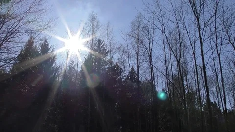 From dusk till dawn, sunset above the dark forest Stock-Footage 100439953