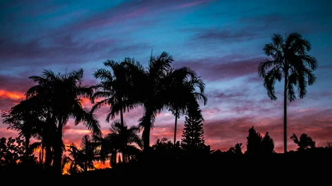 Dusk Time Lapse with Palm Trees Vidéo 140624017