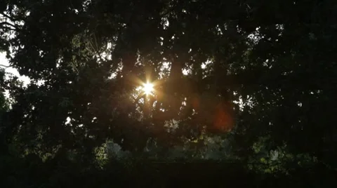 Dusk Tree Stock Footage 8571623