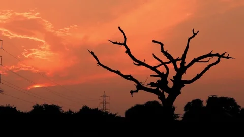 Dusk Tree Vídeos de archivo 97819568