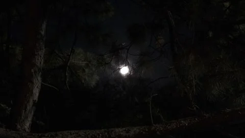 Dusk Trees with Dark Orange Sky Fading into Night Stock Footage 306617115