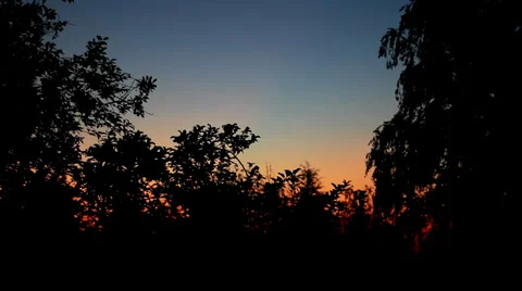 Dusk with Trees. Stock Footage 38274534