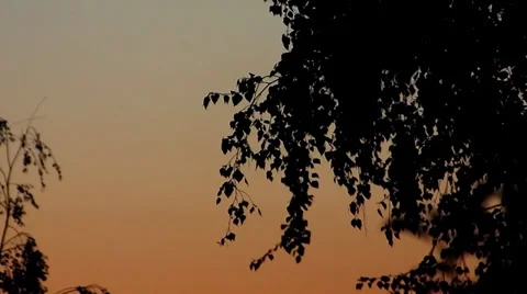 Dusk with Trees. Windy evening. Video stock 37017252
