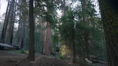 Dusk Walk Among Giants Stock Footage 342736925