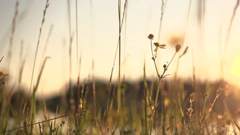 Dusk Weeds at the Lake Stock Footage 101256172