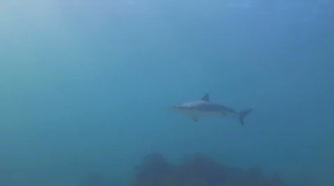 Dusk whaler Shark Stock Footage 157495