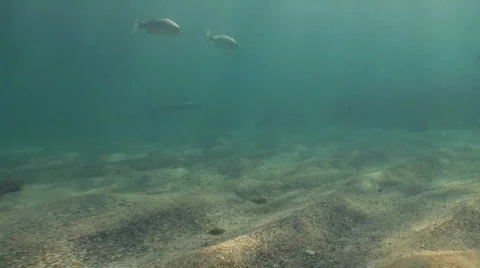 Dusk whaler Shark Stock Footage 276461