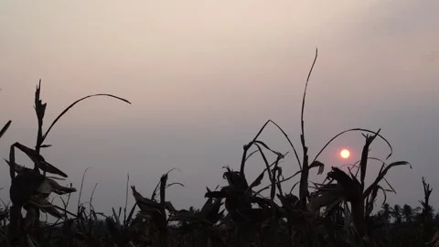 Dusk when the weather is dry Stock Footage 265063468