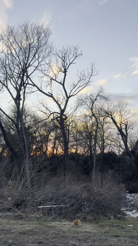 Dusk Woodland Clearing with Bare Trees Stock Footage 344601391