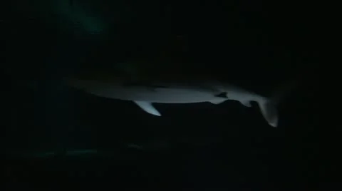 Duskey and ragged tooth shark swimming at night Stock Footage 12225501