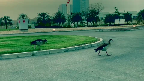 Dusks in Sheikh Zayed Grand Mosque garden Stock Footage 125912986