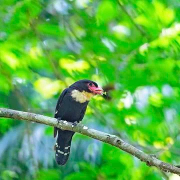Dusky broadbill Stock Photos