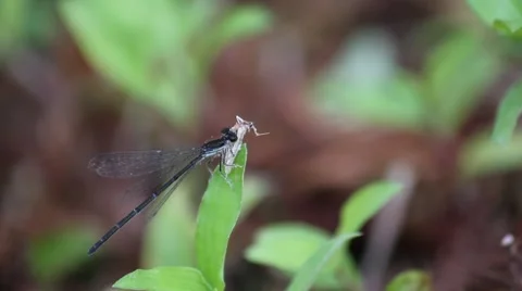 Dusky Dancer (Argia Translata) Dragonfly Eating a Bug Stock Footage 60114206