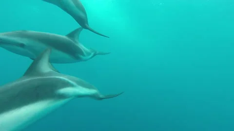 Dusky Dolphin swimming up to camera underwater - front on in tow camera #2 Stockbeeldmateriaal 319829527