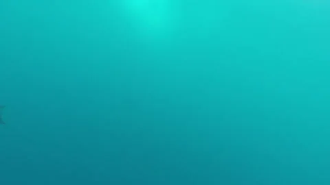 Dusky Dolphin swimming up to camera underwater - front on in tow camera Stockbeeldmateriaal 319830211