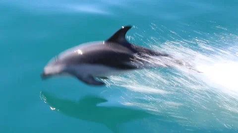 Dusky dolphins swimming and jumping Stock Footage