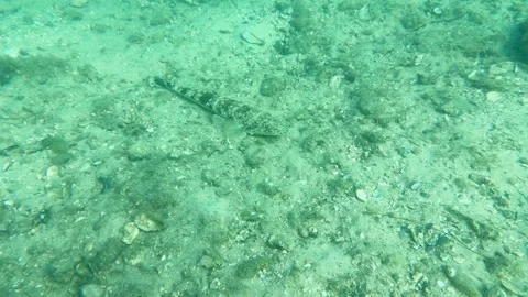 Dusky Flathead Fish Camouflaged on Sandy Seabed Vídeos de archivo 328790516