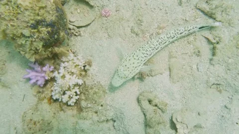 Dusky Flathead fish resting on seabed in clear shallow waters of tropical marine Stock Footage 311929252