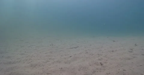 Dusky flathead fleeing on sandy river bottom, Platycephalus fuscus, 4K UltraHD, Stock Footage 61926782