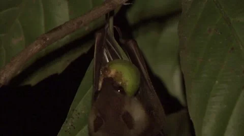 Dusky Fruit Bat hang in tree feeding on fig fruit and wriggle ears at night Stock Footage 56559267