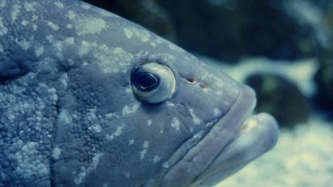 Dusky grouper fish starring with intense gaze in aquarium Video stock 310538432