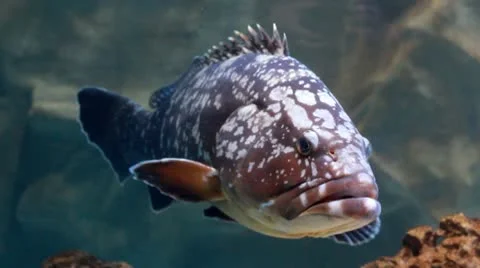Dusky grouper Stock Footage 10745257