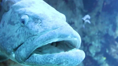 The Dusky Grouper. Stock-Footage 58531426