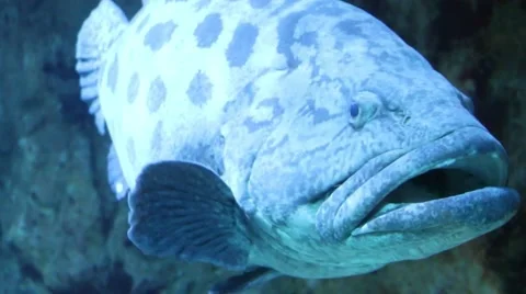 The Dusky Grouper. Video stock 58532170