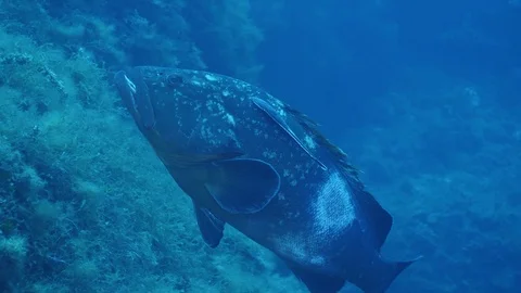 Dusky Grouper Video stock 96861308
