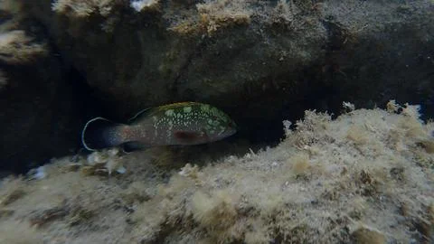 Dusky grouper or dusky perch (Epinephelus marginatus) undersea Stock Photos