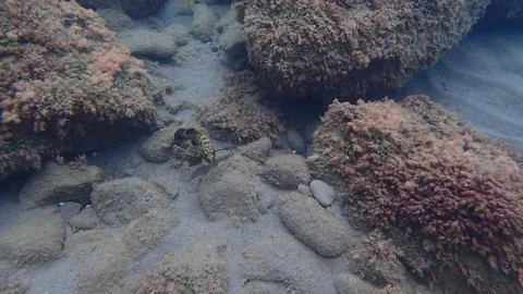 Dusky grouper or dusky perch (Epinephelus marginatus) undersea, Ligurian Sea Stock Photos