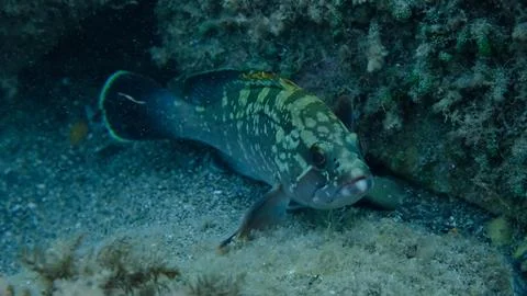 Dusky grouper or dusky perch (Epinephelus marginatus) undersea, Ligurian Sea Stock Photos