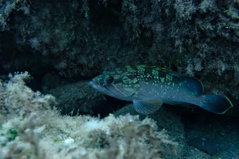 Dusky grouper or dusky perch (Epinephelus marginatus) undersea, Ligurian Sea Stock Photos