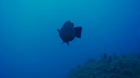 Dusky Grouper with Remora Video stock 96861886