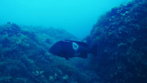 Dusky Grouper with Remora Video stock 96863446