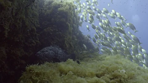 Dusky Grouper rests in Reef, schooling fishes pass in the background 스톡 동영상 276287740