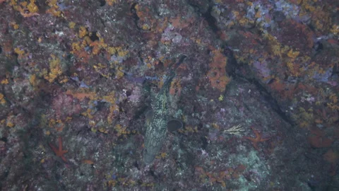 Dusky grouper swims over a rocky formation with starfish, Mediterranean sea Stock Footage 225163012
