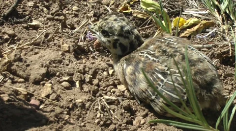 Dusky grouse (blue grouse) chick Stock Footage 31058736