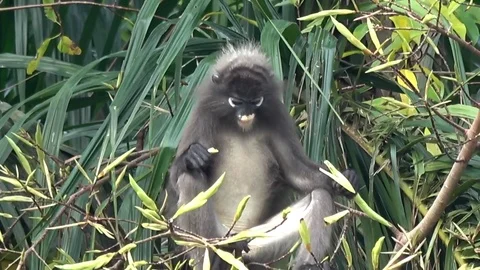 Dusky Langur, Malaysia Video stock 113218679