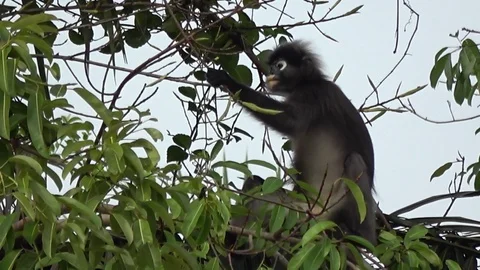Dusky Langur, Malaysia Vidéo 113218714