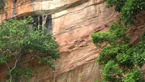 Dusky Langur, Malaysia Stock Footage 140553739